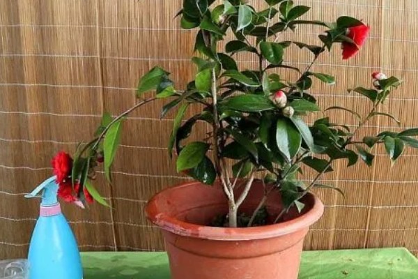 茶花能放在客厅养吗，茶花能放在客厅养
