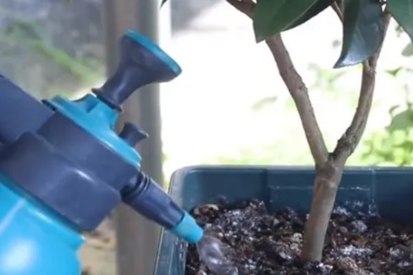 茶花能放在客厅养吗，茶花能放在客厅养