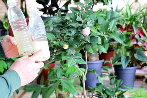 茶花能放在客厅养吗，茶花能放在客厅养