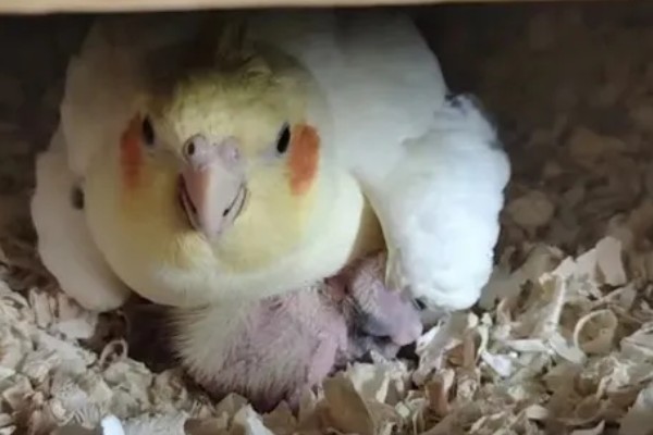 鹦鹉的繁殖条件,增加饮食营养才能提高产蛋率