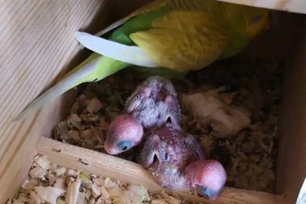 鹦鹉的繁殖条件,增加饮食营养才能提高产蛋率