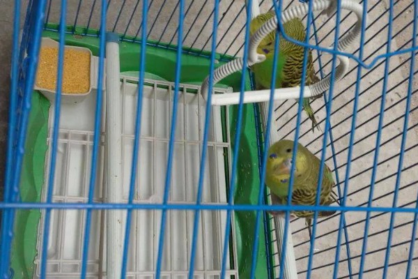 鹦鹉的繁殖条件,增加饮食营养才能提高产蛋率