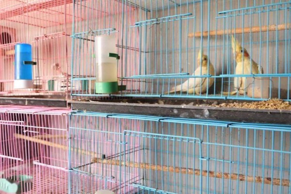 鹦鹉的繁殖条件,增加饮食营养才能提高产蛋率