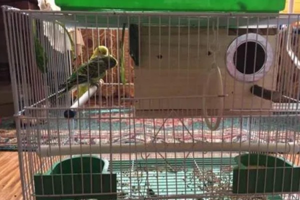 鹦鹉的繁殖条件,增加饮食营养才能提高产蛋率