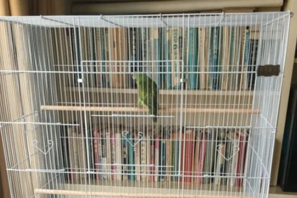 鹦鹉的繁殖条件,增加饮食营养才能提高产蛋率