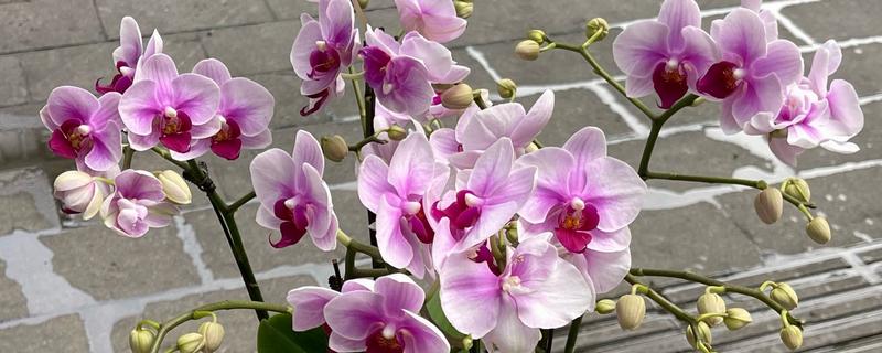 蝴蝶兰花开败了怎么处理，需要适当的修剪