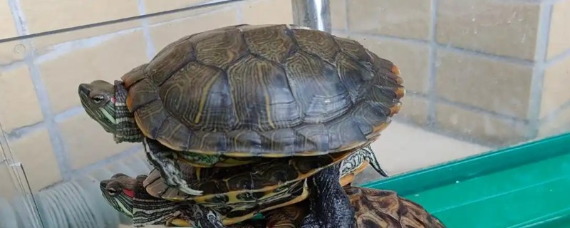 判断乌龟是否存活的方法，四肢有弹性、拉扯时有阻力即为存活