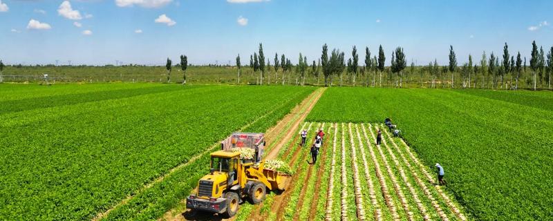 农业弱质性有什么表现，生产规模缺乏优势且收益低下