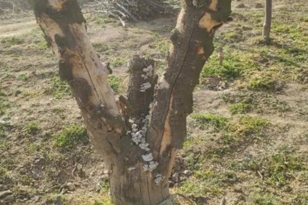 花椒干腐病的症状，发病初期被害处表皮呈红褐色