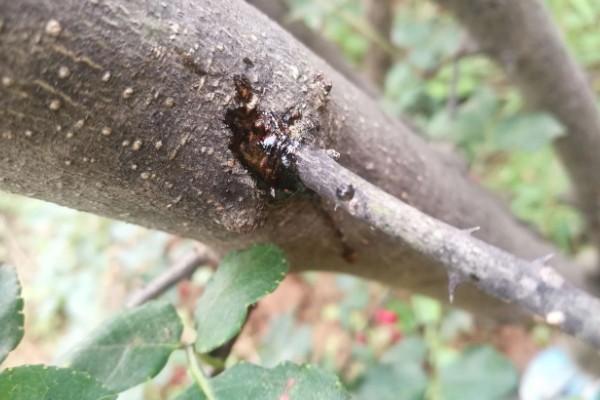 花椒干腐病的症状，发病初期被害处表皮呈红褐色