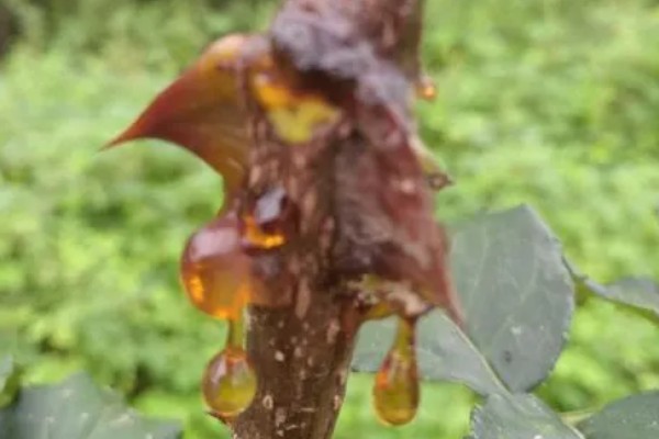 花椒干腐病的症状，发病初期被害处表皮呈红褐色