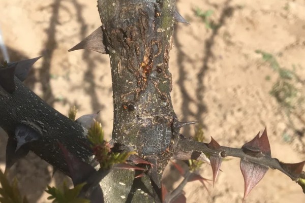 花椒干腐病的症状，发病初期被害处表皮呈红褐色