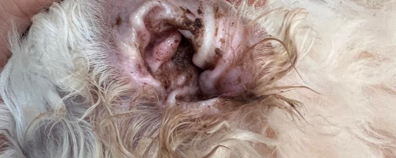 狗狗老是挠耳朵的原因，可能是耳螨导致的