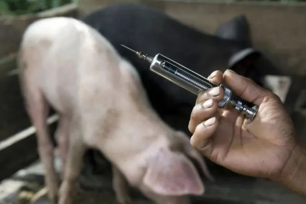 猪心肌炎怎么治疗，病毒性心肌炎可使用金刚烷胺等药物