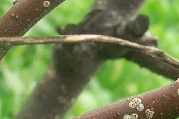 花椒干腐病的症状，发病初期被害处表皮呈红褐色