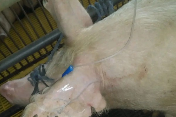 猪心肌炎怎么治疗，病毒性心肌炎可使用金刚烷胺等药物