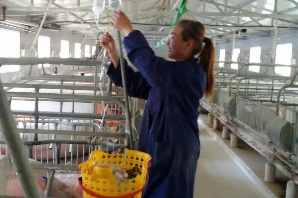 猪心肌炎怎么治疗，病毒性心肌炎可使用金刚烷胺等药物