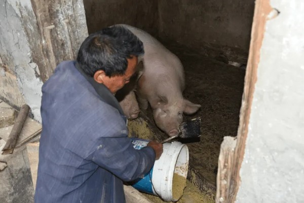 猪心肌炎怎么治疗，病毒性心肌炎可使用金刚烷胺等药物