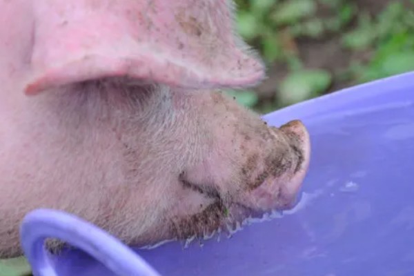 猪心肌炎怎么治疗，病毒性心肌炎可使用金刚烷胺等药物