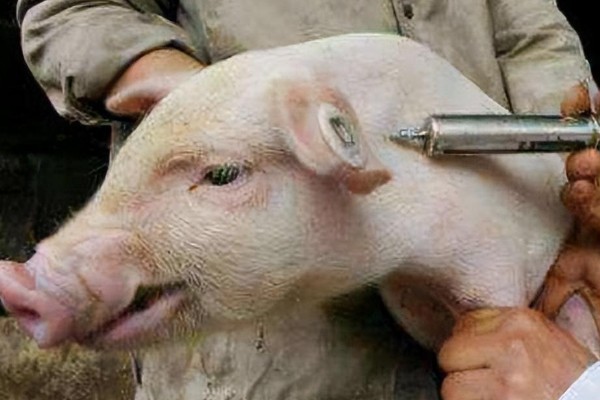 猪心肌炎怎么治疗，病毒性心肌炎可使用金刚烷胺等药物