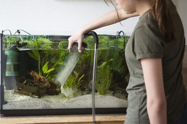 冷水鱼身上有白点怎么治疗，换水通常隔一天换一次