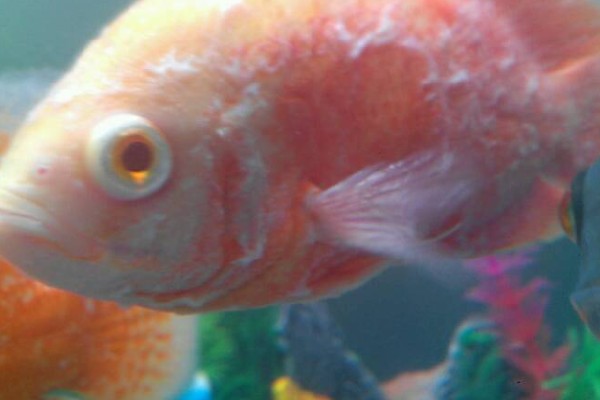 冷水鱼身上有白点怎么治疗，换水通常隔一天换一次