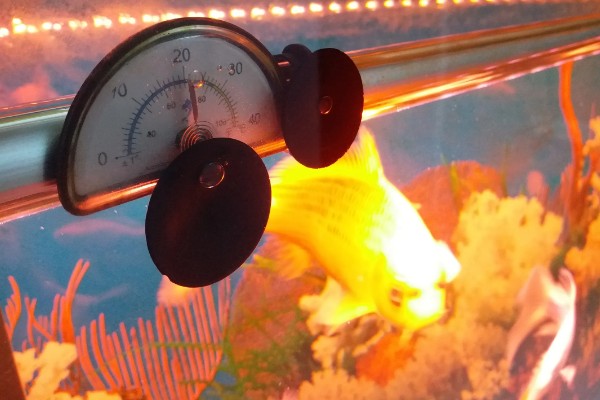 冷水鱼身上有白点怎么治疗，换水通常隔一天换一次