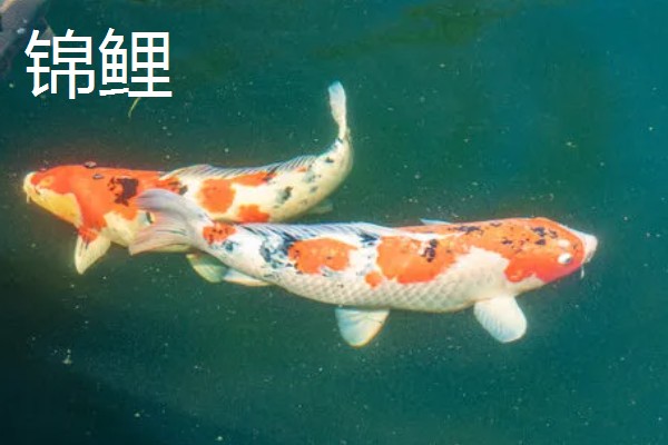 冷水鱼身上有白点怎么治疗，换水通常隔一天换一次