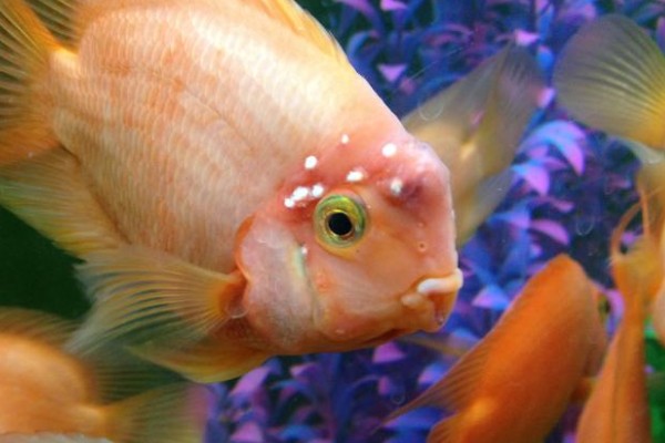 冷水鱼身上有白点怎么治疗，换水通常隔一天换一次