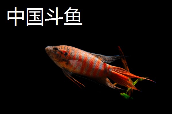 冷水鱼身上有白点怎么治疗，换水通常隔一天换一次