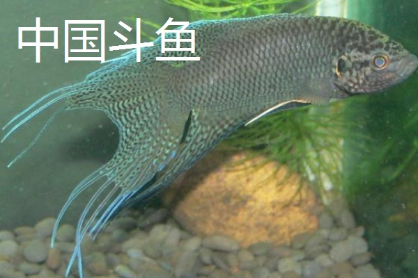 冷水鱼身上有白点怎么治疗，换水通常隔一天换一次