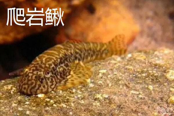 冷水鱼身上有白点怎么治疗，换水通常隔一天换一次