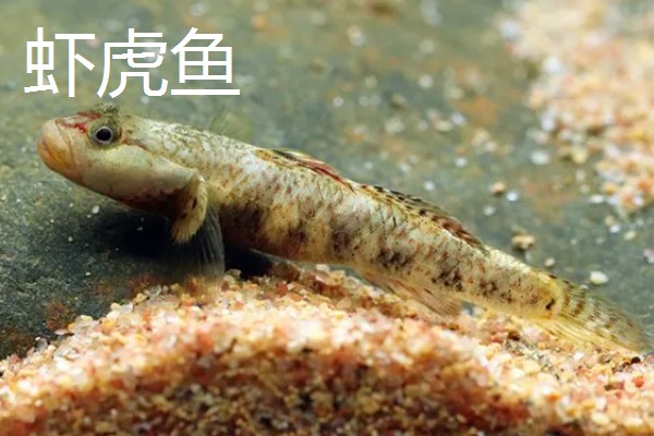 冷水鱼身上有白点怎么治疗，换水通常隔一天换一次