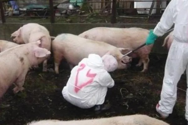 猪心肌炎怎么治疗，病毒性心肌炎可使用金刚烷胺等药物