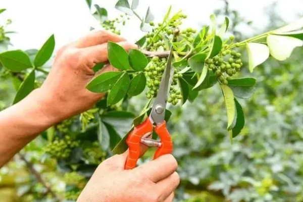 花椒干腐病的症状，发病初期被害处表皮呈红褐色