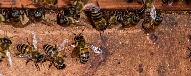蜂群春衰的简介，指早春越冬蜂大量死亡且群势急剧下降