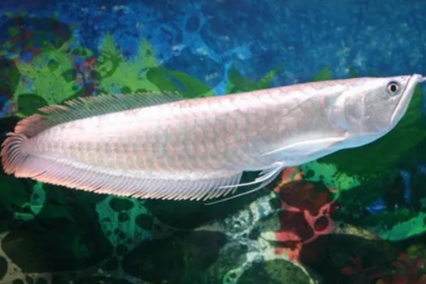 银龙鱼的外观，通体呈银色身体扁长