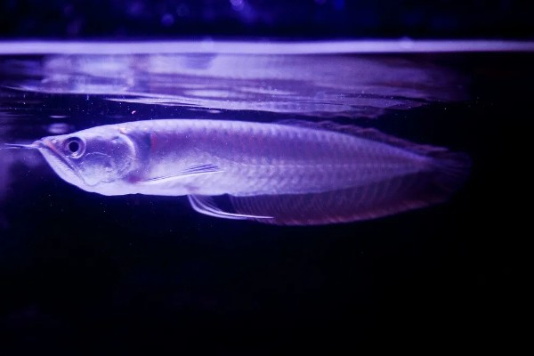 银龙鱼的外观，通体呈银色身体扁长