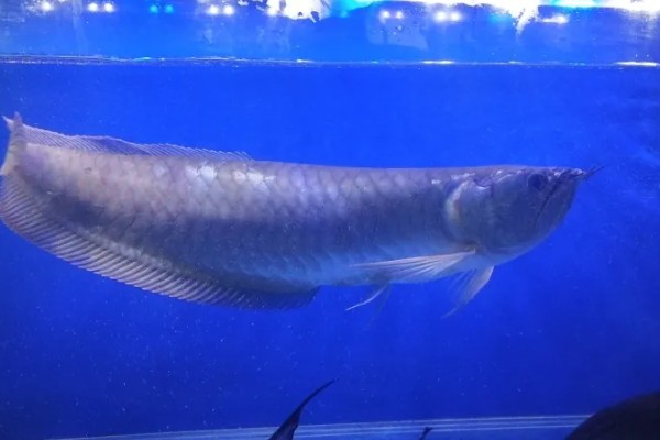 银龙鱼的外观，通体呈银色身体扁长