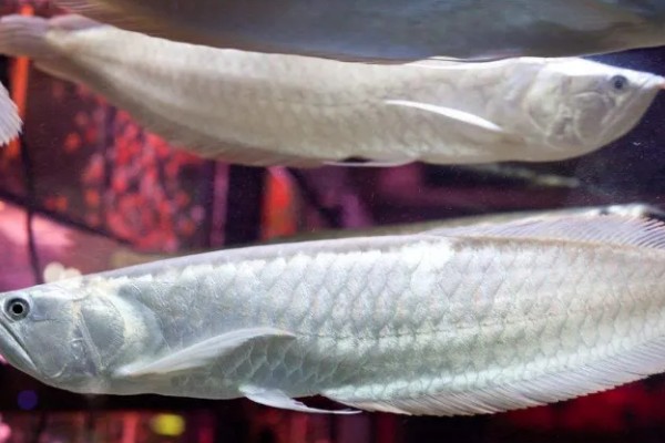 银龙鱼的外观，通体呈银色身体扁长