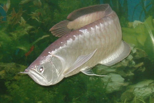 银龙鱼的外观，通体呈银色身体扁长