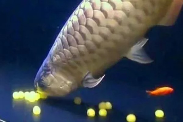 银龙鱼的外观，通体呈银色身体扁长