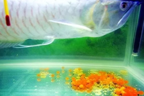 银龙鱼的外观，通体呈银色身体扁长