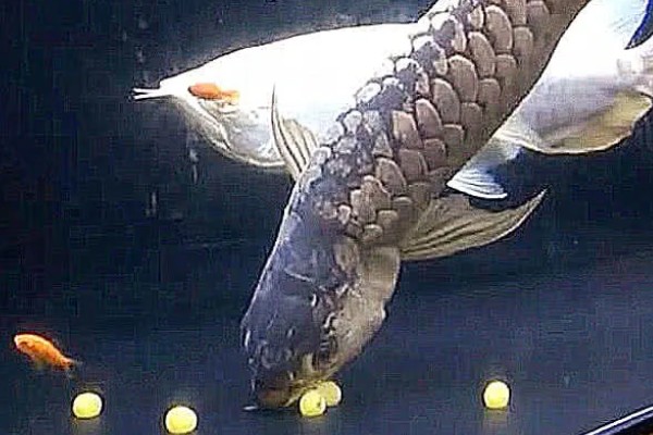 银龙鱼的外观，通体呈银色身体扁长