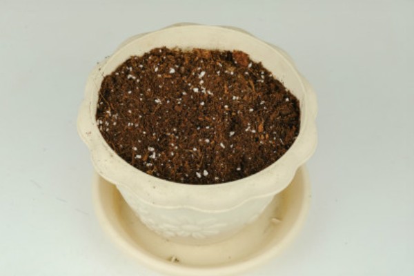 月季花的种植方法，入土之前需进行合理的修剪