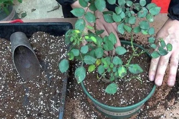 月季花的种植方法，入土之前需进行合理的修剪