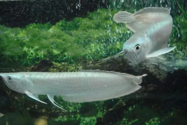 银龙鱼的外观，通体呈银色身体扁长