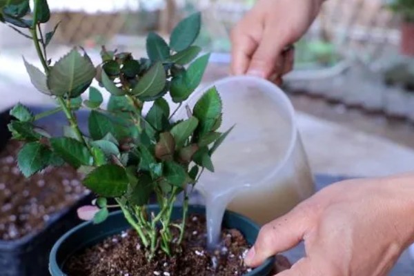 月季花的种植方法，入土之前需进行合理的修剪