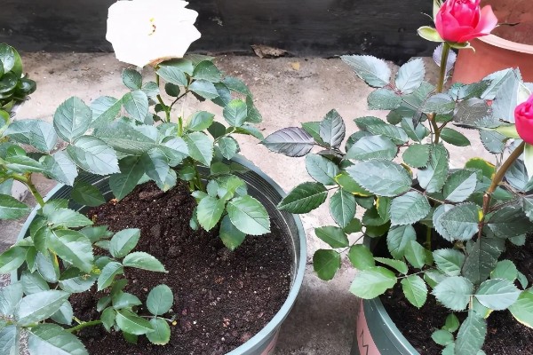 月季花的种植方法，入土之前需进行合理的修剪