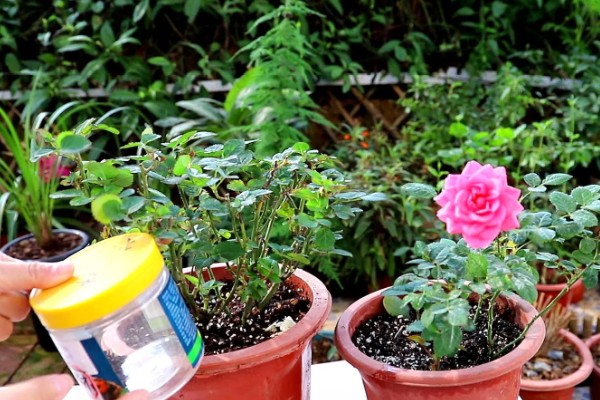 月季花的种植方法，入土之前需进行合理的修剪